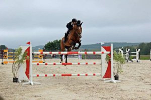 Concours Sauts d'Obstacles Concours Sauts d'Obstacles